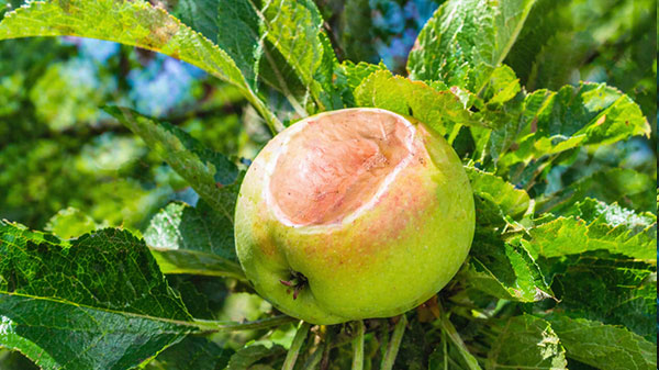 Apfel mit Sonnenschaden